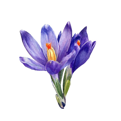 Crocuses drawn in watercolor. Botanical illustration isolated on a white background.