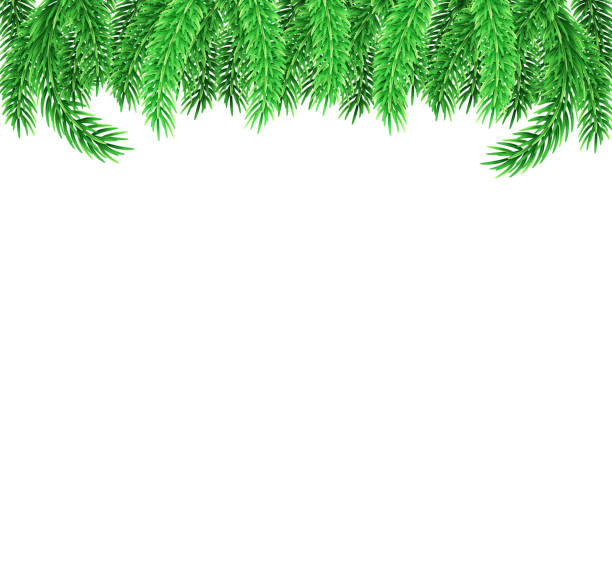 istock Fir tree branches top of the illustration. Green color. Decorative element for Merry Christmas design. Stock vector illustration on white isolated background. 1293468031