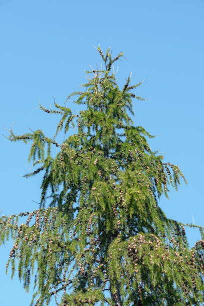 istock Fragment of European larch 1293468051