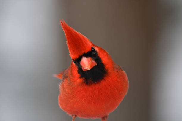 Cardinal, femelle. En hiver dans un arbre.