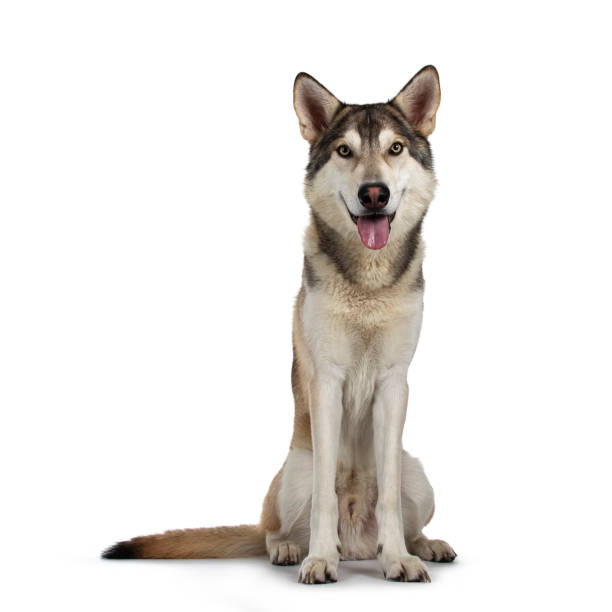 istock Handsome purebred Tamaskan wolf dog, laying down facing front with paws over edge. Looking towards camera with light yellow eyes. Isolated on white background. Mouth open, tongue out. 1293468083