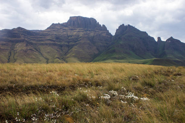 Spring between the peaks of the Drakensberg An Afromontane Grassland with white wildflowers, and in the distance Cathkin Peak and Sterkhorn, two of the mountain Peaks of the Drakensberg Mountains of South Africa drakensberg flower mountain south africa stock pictures, royalty-free photos & images