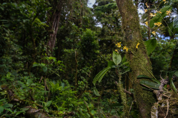 Wide angle shot of flowers and plants in rainforest