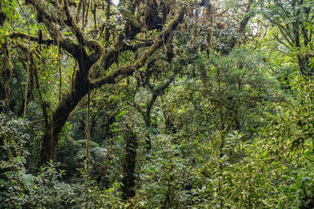 istock Cloud forest canopy, Monteverde Cloud Forest Reserve, Costa Rica 1293470850