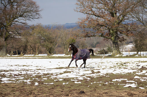 Pretty bay pony wearing winter blanket/rug trotting across snowy field on a winters day in rural Shropshire.