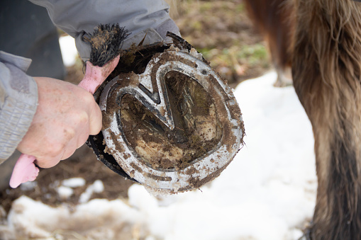 Close up shot of horse having its foot cleaned of snow and ice which has stuck to the metal of the horseshoe on a cold icy day in rural Shropshire.