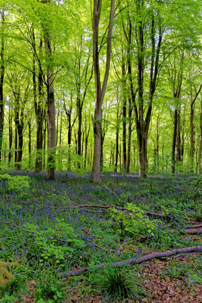 istock Bluebells and hide out in West Woods - England 1293472280
