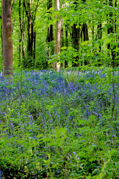 istock Bluebells and hide out in West Woods - England 1293472281