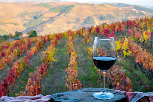 Glass of Portuguese red dry wine, produced in Douro Valley and colorful old terraced vineyards on background in autumn, wine region of Portugal