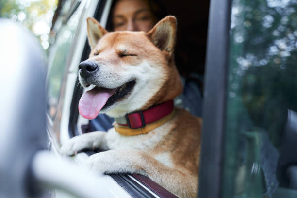 Dog enjoying a car ride