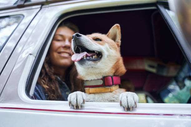 istock Girl having fun with her dog 1293472812