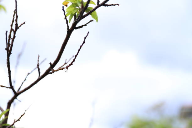 The leafs of the branches the tree and the sky