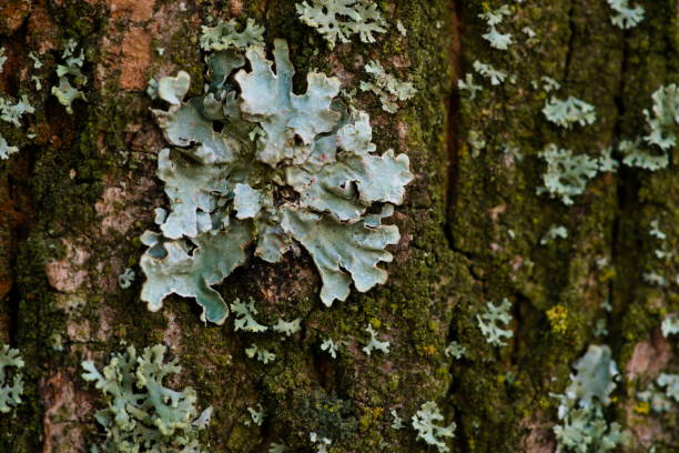 lichens gris dans le parc - lichen photos et images de collection