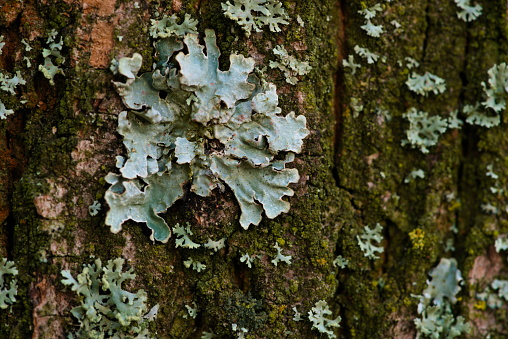 Close up of grey lichens on the tree