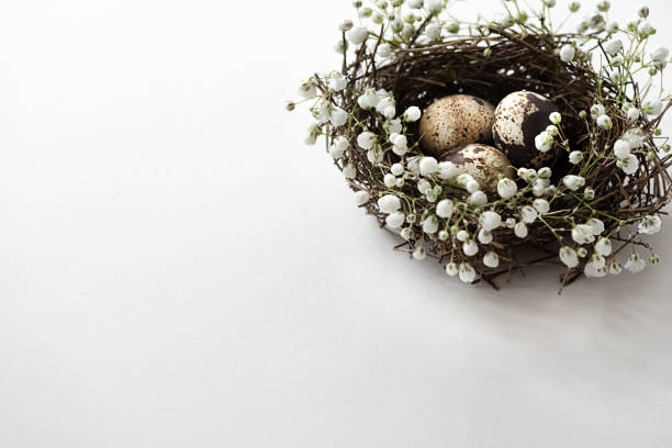 istock Easter bird nest with eggs decorated with white flowers on white background 1293474761