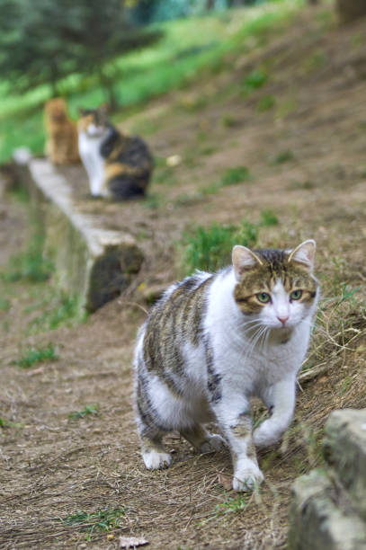 istock Cat on grass in the warm light of the sunset. 1293474914