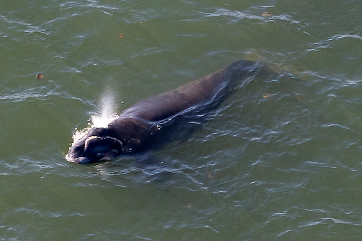 Right Whale with calf