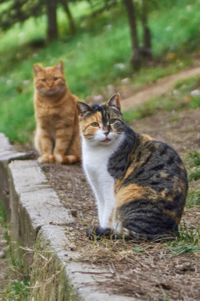 istock Cats in the garden 1293475885