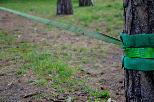 istock Slackline, or slack for short, is balancing, walking, and jumping on a strap attached between two points, such as trees. Unlike walking on a rope, the slackline strap is not tight 1293475940