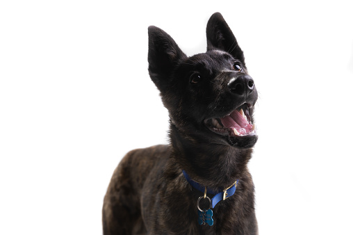 Close up shot of smiley looking dog looking towards the camera, isolated on a white background.