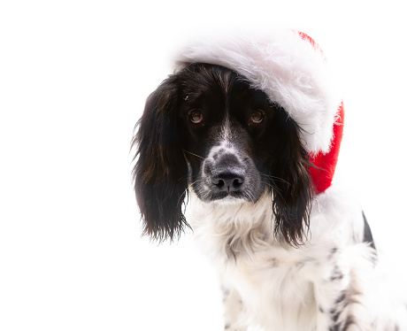 Miserable looking spaniel wearing a Santa hat not enjoying any Christmas spirit at all.