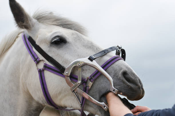 close up shot of horse receiving dental treatment from the vet as he puts his hands in her mouth to check her teeth after fixing her mouth open in a clamp.. - halter imagens e fotografias de stock