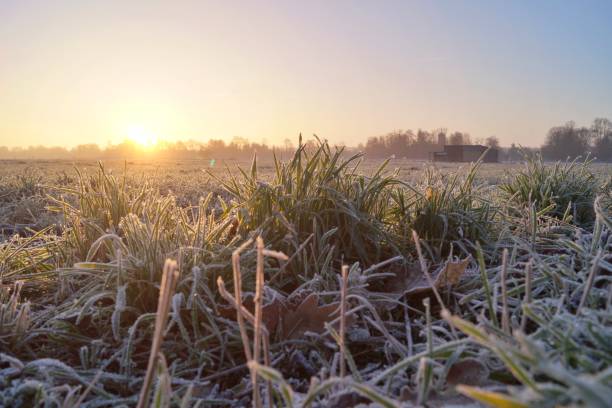 istock Frozen meadow at a cold winter morning 1293477170