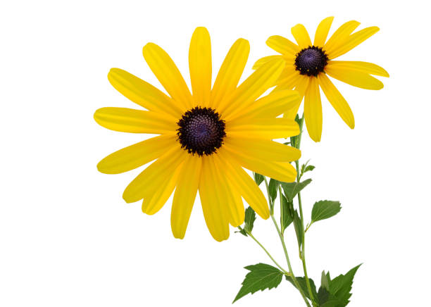 istock blooming branch black eyed susan; flower 1293477462