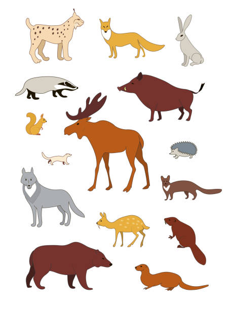 Forest north animals. Vector black drawing silhouette image set. Forest animals of the Northern hemisphere. Vector image collection. river otter stock illustrations