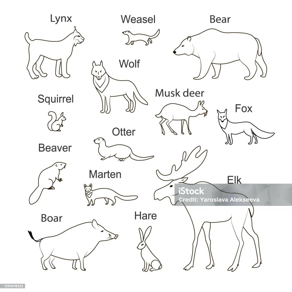 Forest North Animals Vector Black Drawing Outline Image Set Stock ...