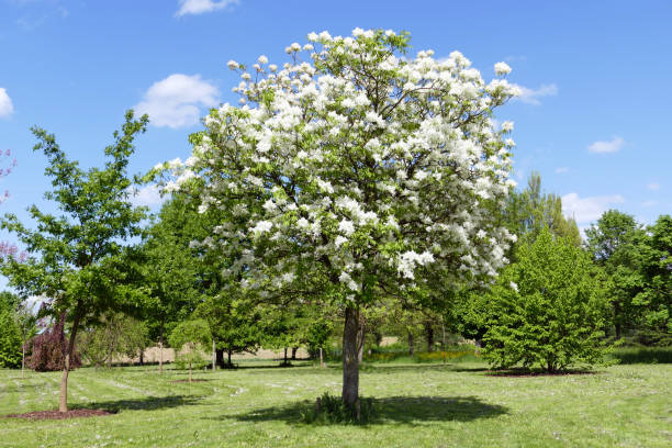 istock Fraxinus ornus - Flower ash in spring 1293478914
