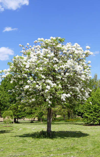 istock Fraxinus ornus - Flower ash in spring 1293478942