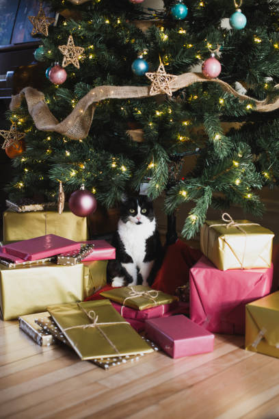 istock Christmas presents and a cat under a Christmas tree 1293479562