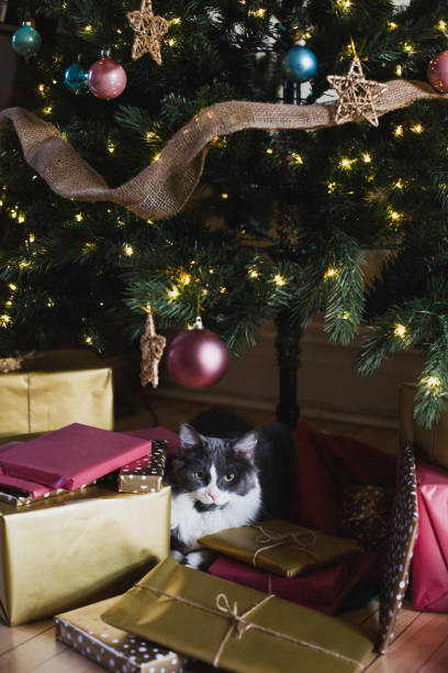 istock Christmas presents and a cat under a Christmas tree 1293479590