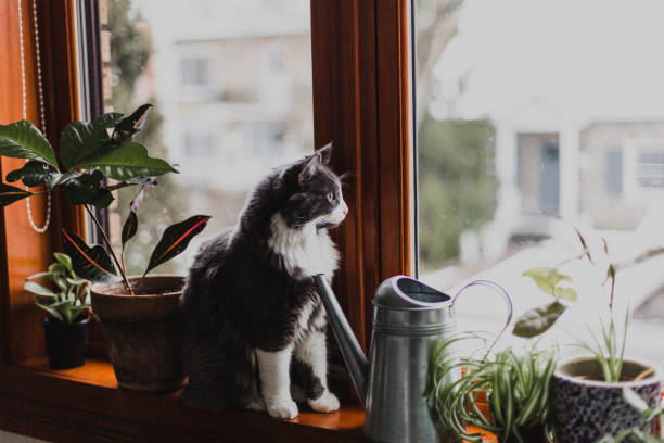 Potted plant and a cat on a window sill stock photo