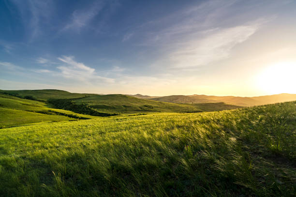 prairie - grass and blue sky foto e immagini stock