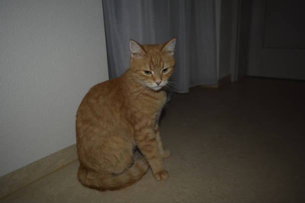 Simba Cat Portrait - Free photo on Pixabay