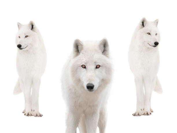 istock Polar white wolfs in the snow isolated on white 1293480886