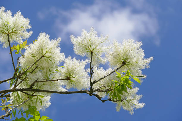 Fraxinus ornus - Flower ash in spring Fraxinus ornus in springtime ash tree stock pictures, royalty-free photos & images