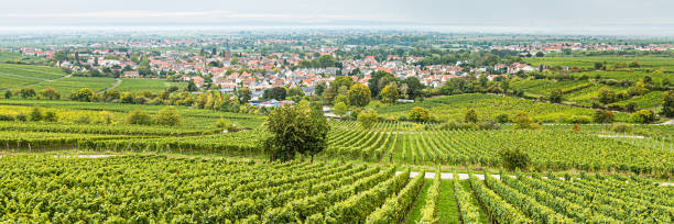 istock Vineyards, Pfalzblick 1293483317