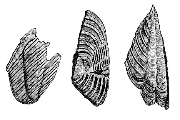 schwanzschilde von trilobiten aus dem glimmerschiefer von bergen in norwegen - mica schist stock-grafiken, -clipart, -cartoons und -symbole