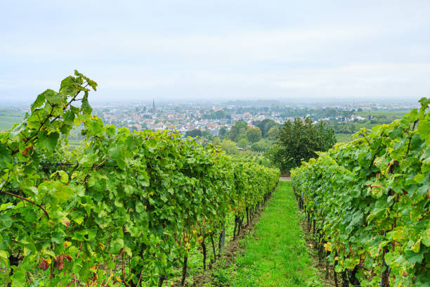 istock Vineyards, Pfalzblick 1293484442