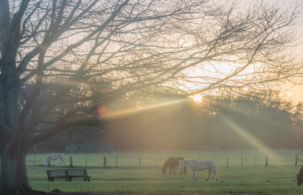 istock Ponies on Woodgreen Common, New Forest 1293485943