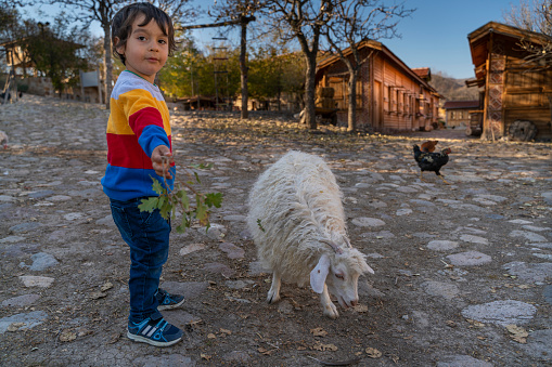 Çiftlikte Ankara keçisi ile oynayan ve keçiyi besleyen küçük sevimli çocuk. Gökkuşağı rengi kazağı ve beyaz Ankara keçisi ile rengarenk bir fotoğraf