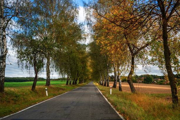 istock Birch tree alley and small road in autumn. 1293487403