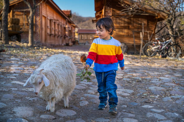 cute little boy playing with ankara goat on farm and feeding goat - animals feeding animal child kid goat imagens e fotografias de stock
