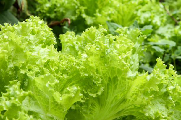 lactuca sativa var. crispa - lollo bionda lettuce imagens e fotografias de stock