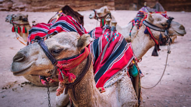 istock Camels in Petra, Jordan 1293488444