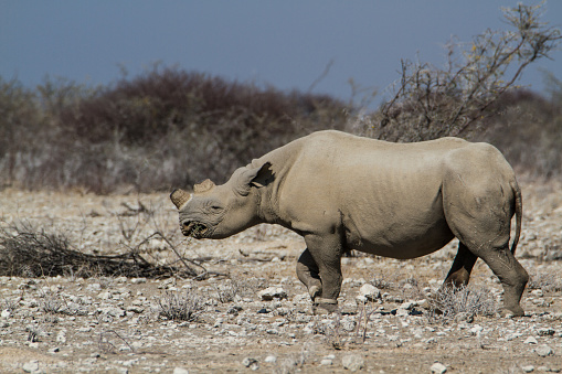 White rhinoceros, square rhinoceros or rhino (Ceratotherium simum) . South Africa