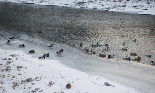 istock flock of ducks on the river in winter 1293488662
